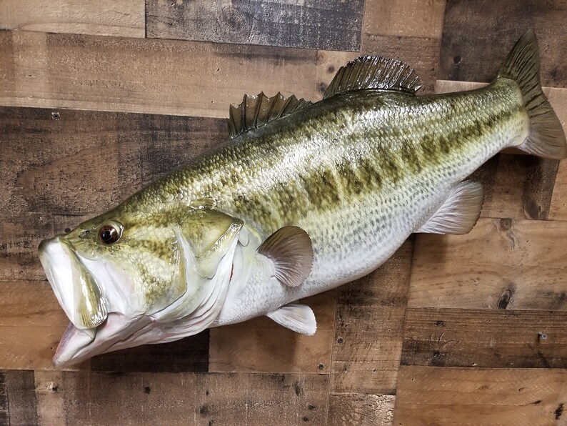 Largemouth Bass Replica Premium Fish Replicas Etsy