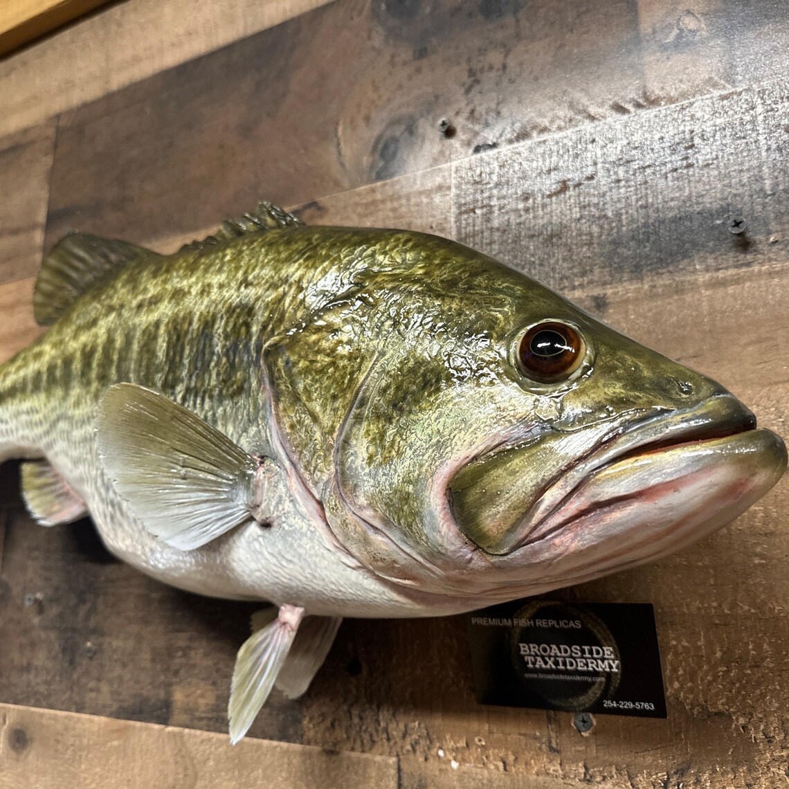 Largemouth Bass Replica, Premium Fish Replicas 10 1/2 Lbs. Etsy