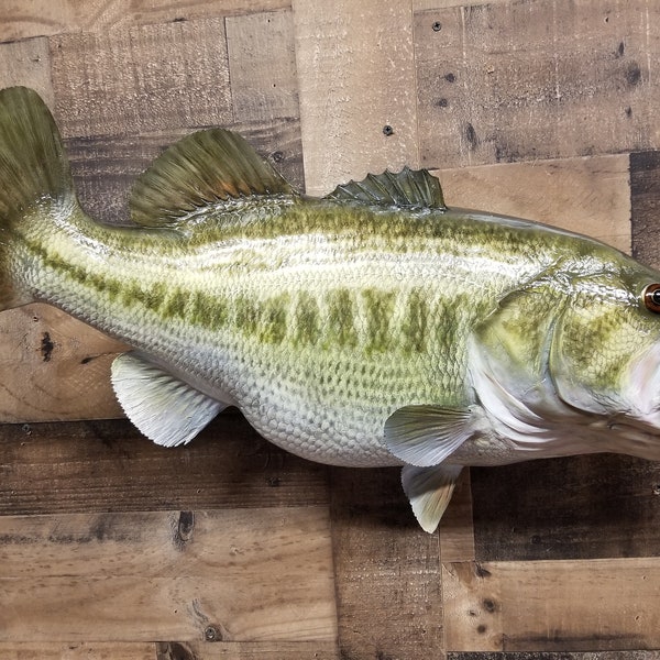 Largemouth Bass Replica - Etsy