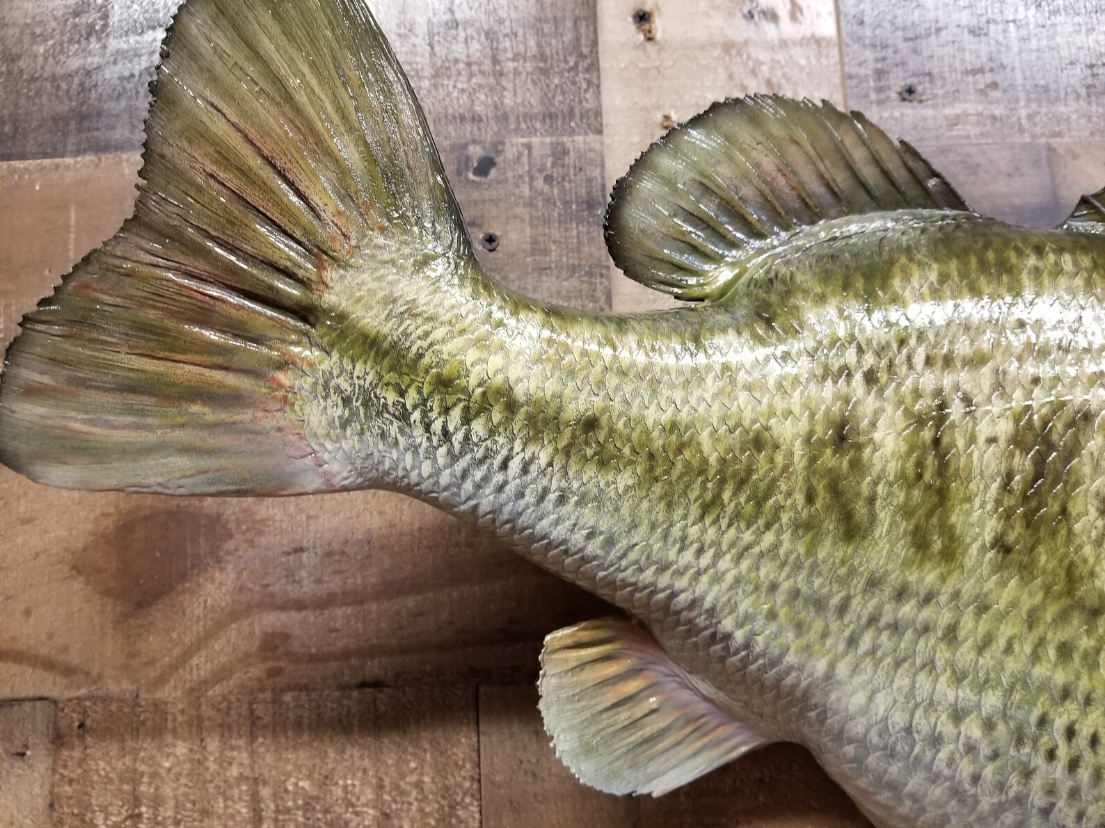 Largemouth Bass Replica Premium Fish Replicas Etsy