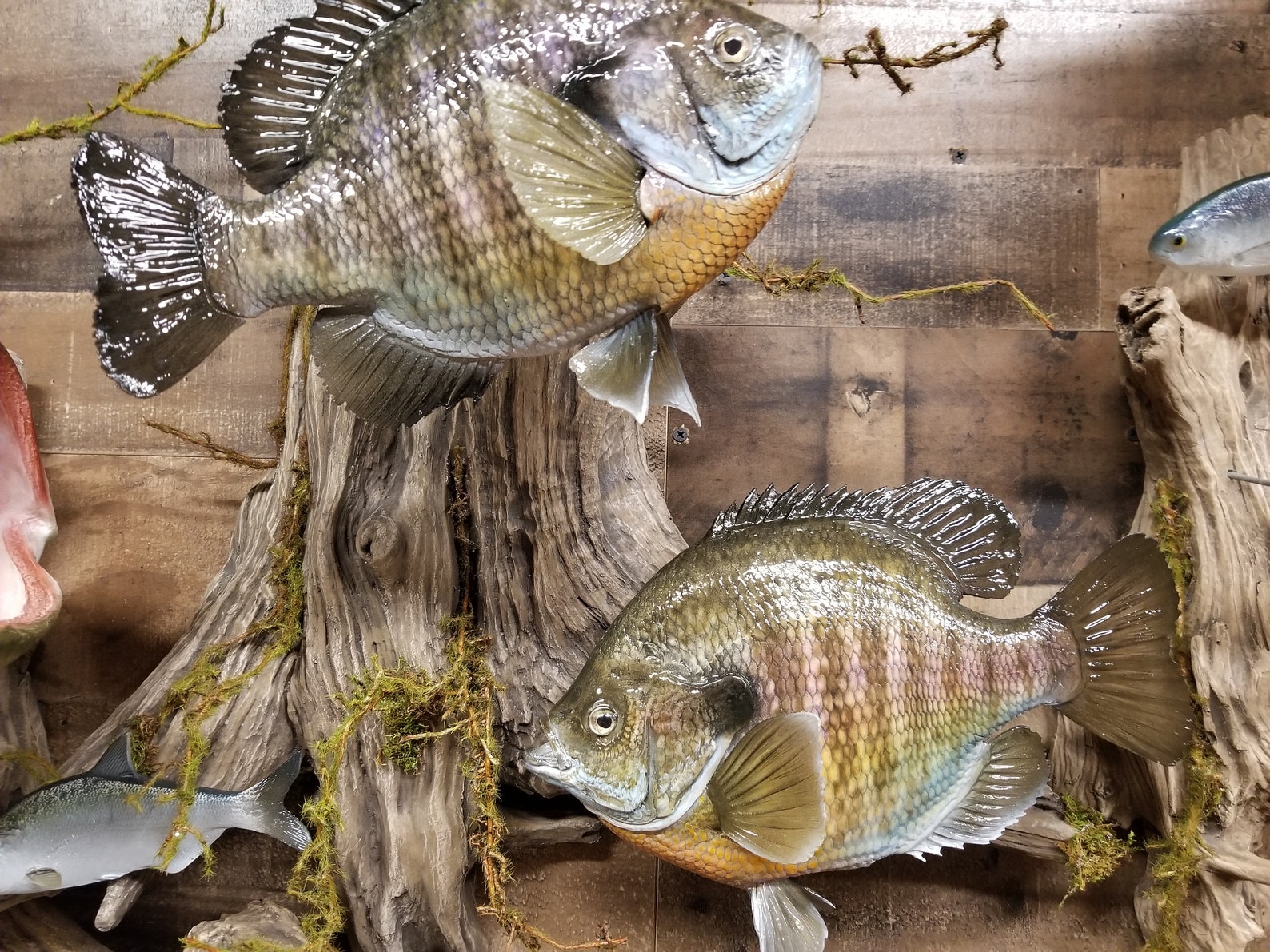 Premium Trophy Fish Replica Display 17 Fish and Bait Fish. MUST SEE Etsy