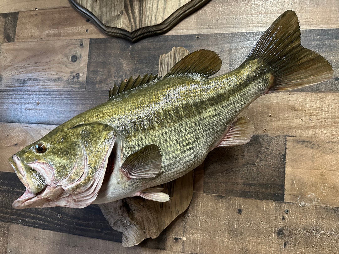 Largemouth Bass Replica, Premium Fish Replicas. 9 Lb. 8 Oz. Etsy