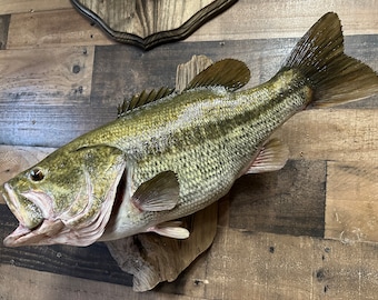 Largemouth Bass Replica, Premium Fish Replicas. 9 lb. 8 oz.