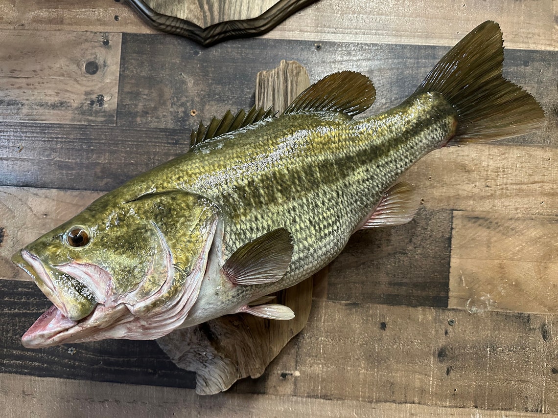 Largemouth Bass Replica, Premium Fish Replicas. 9 Lb. 8 Oz. Etsy