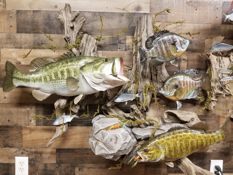 Premium Trophy Fish Replica Display 17 Fish and Bait Fish. MUST SEE Etsy
