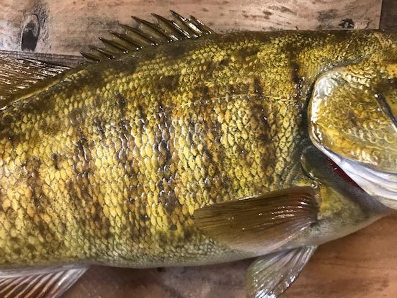 Smallmouth Bass Replica Premium Fish Replicas Etsy