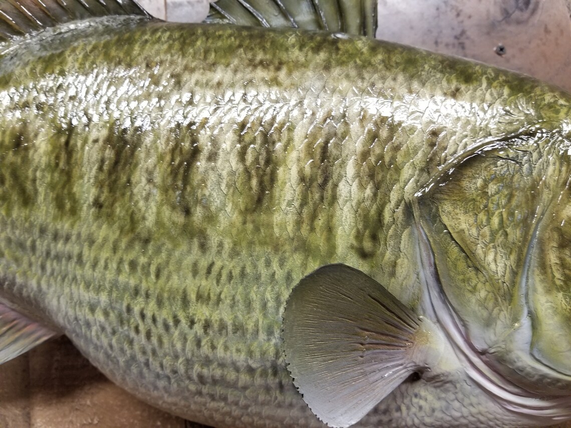 Largemouth Bass Replica Premium Fish Replicas Etsy