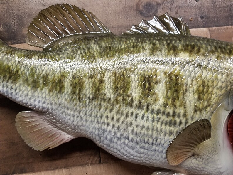 Largemouth Bass Replica Premium Fish Replicas Etsy