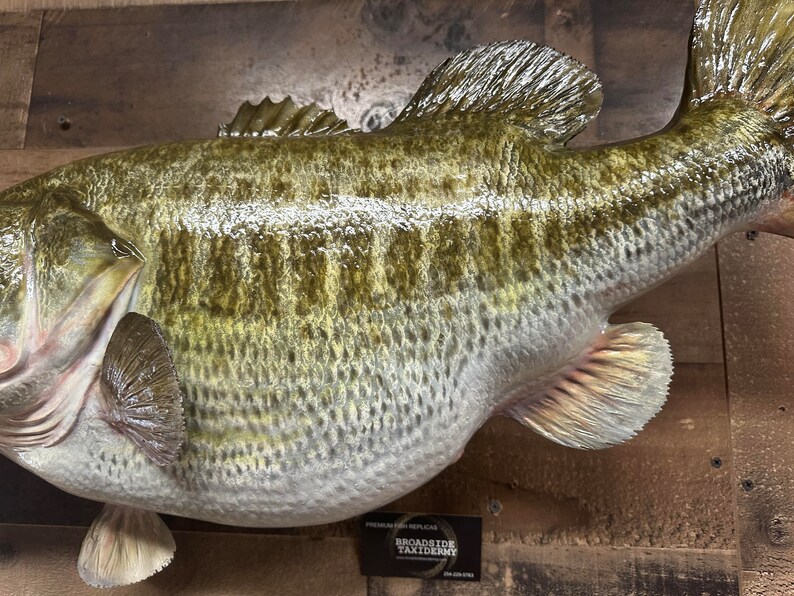 Largemouth Bass Replica, Premium Fish Replicas Etsy