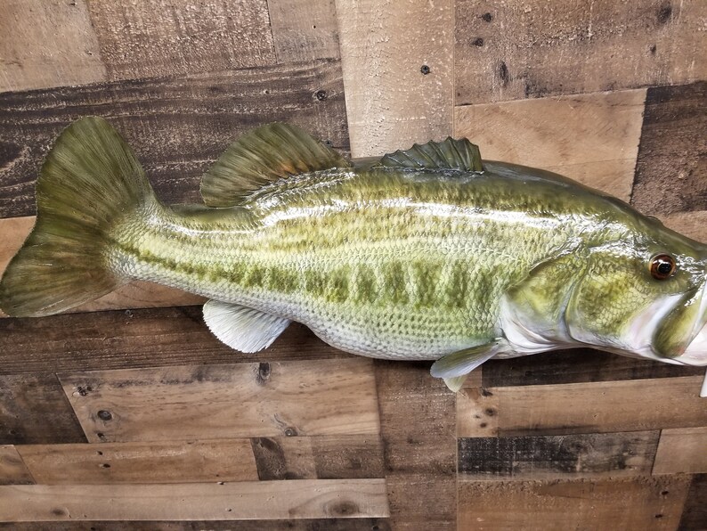Largemouth Bass Replica Premium Fish Replicas Etsy