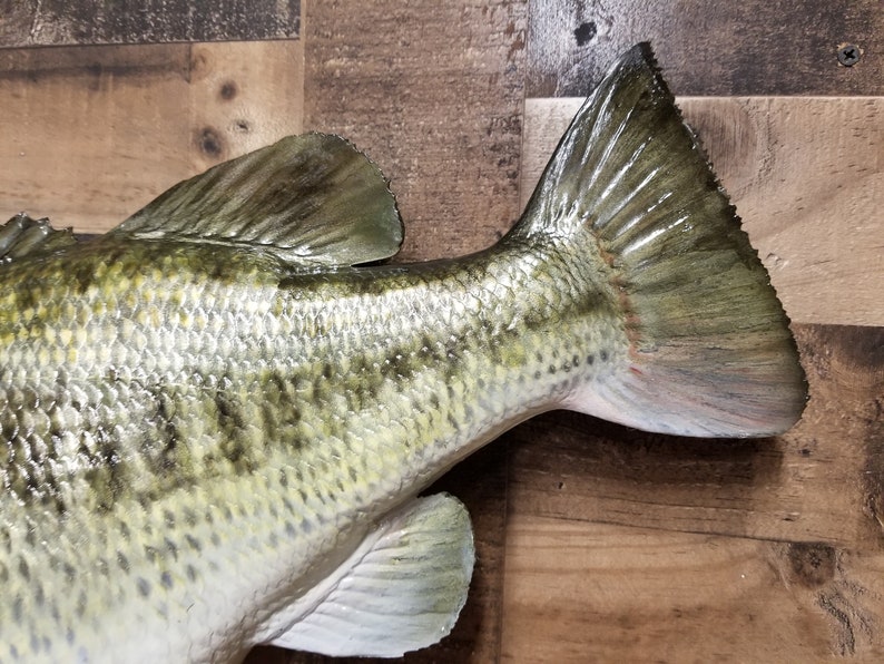 Largemouth Bass Replica Premium Fish Replicas Etsy