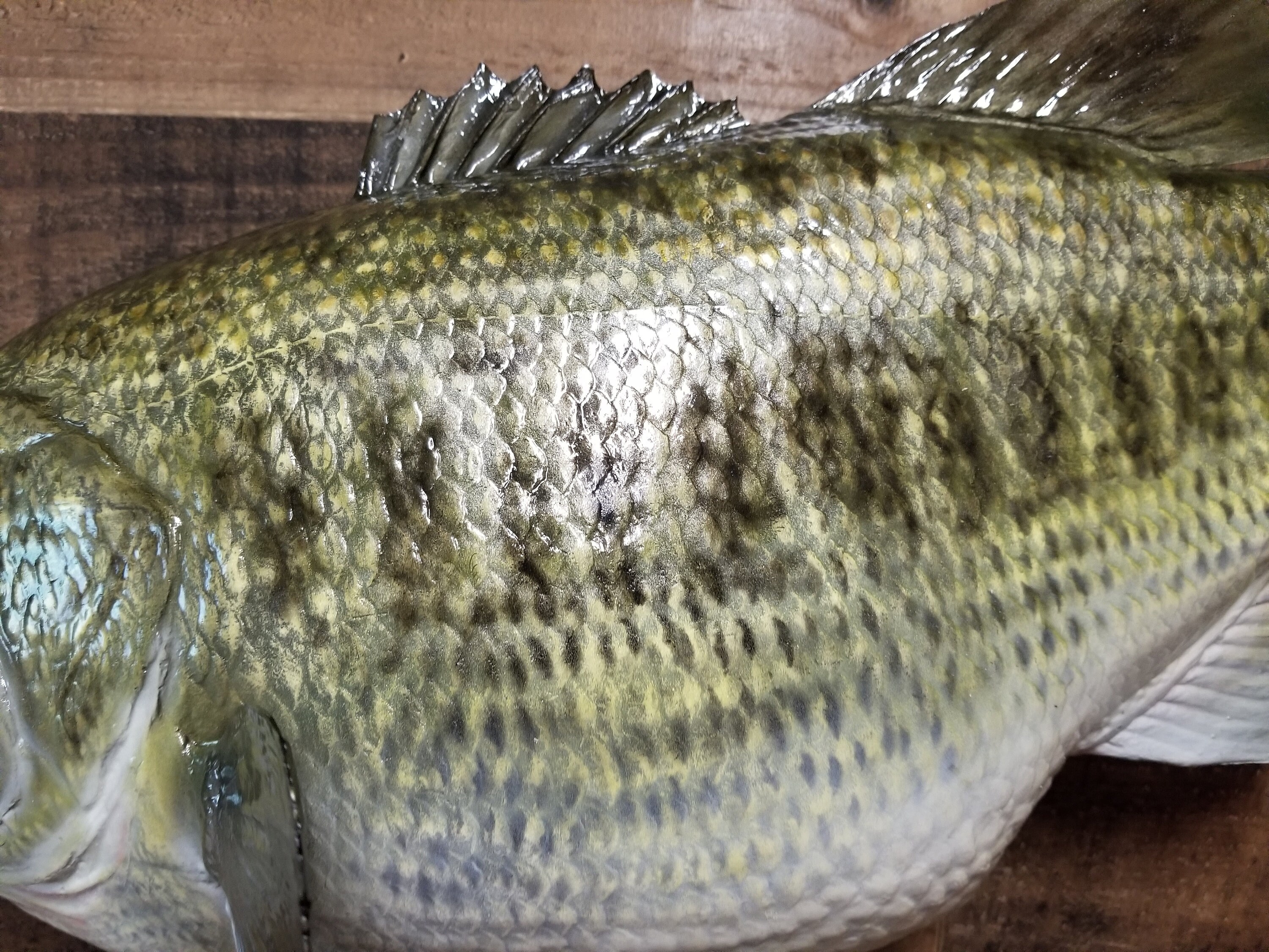 Largemouth Bass Replica Premium Fish Replicas Etsy