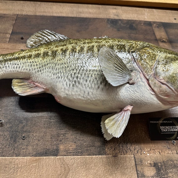 Largemouth Bass Replica, Premium Fish Replicas 10 1/2 Lbs. 