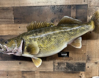 Walleye Fish replica. 15lbs. 7 oz.