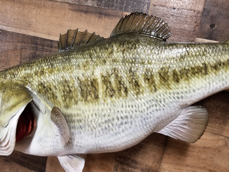 Largemouth Bass Replica Premium Fish Replicas Etsy