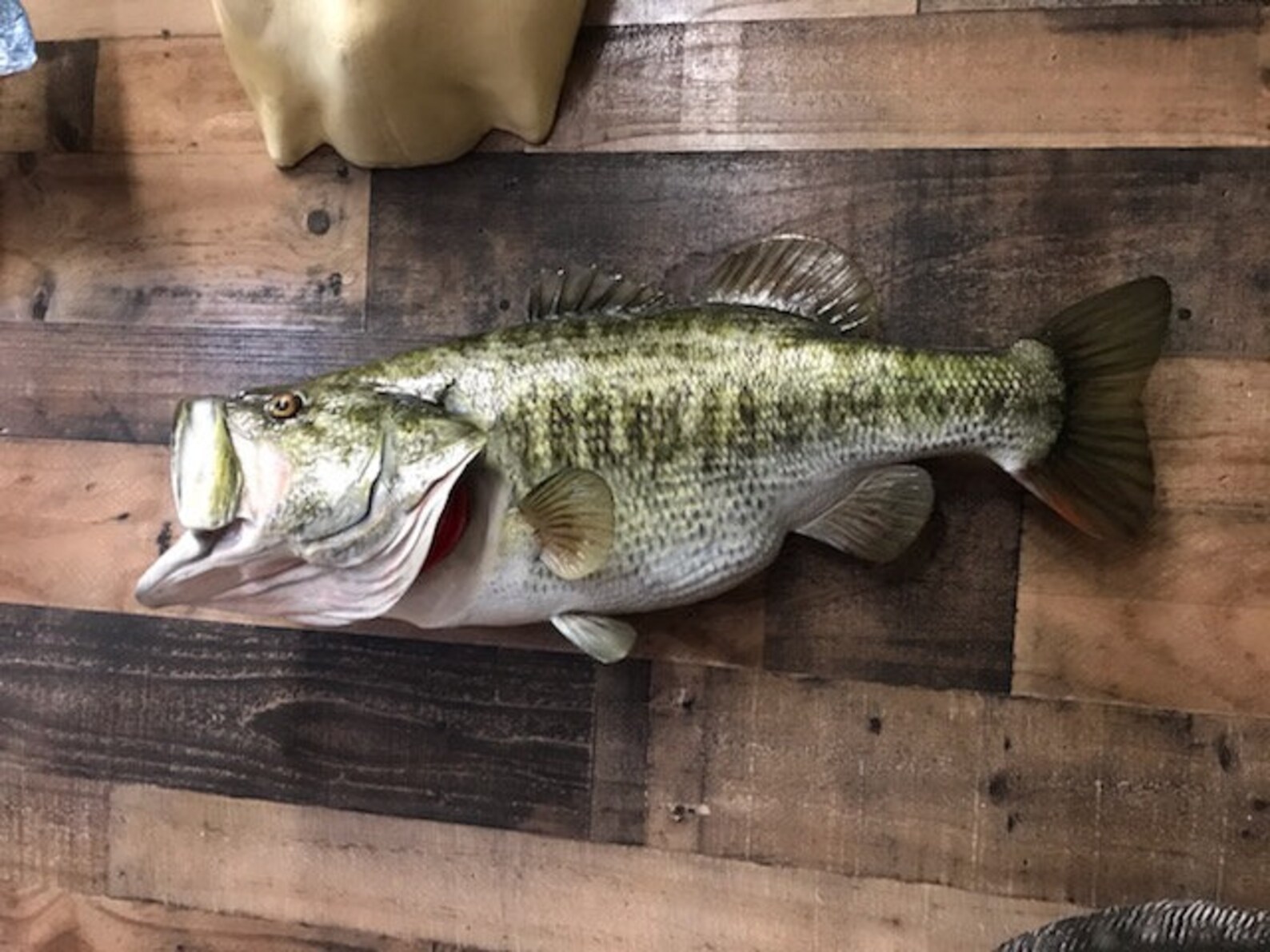 Largemouth Bass Replica, Premium Fish Replicas. 13 Lbs. Etsy