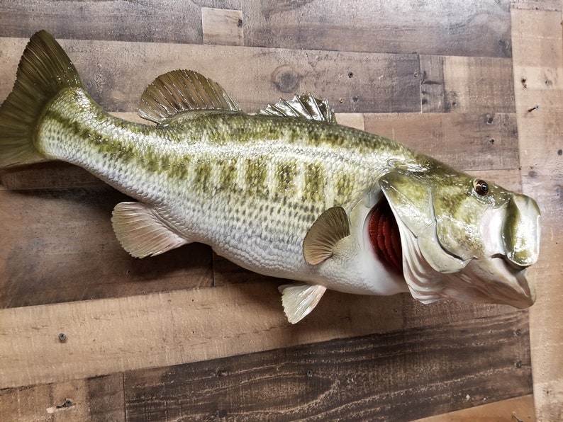 Largemouth Bass Replica Premium Fish Replicas Etsy