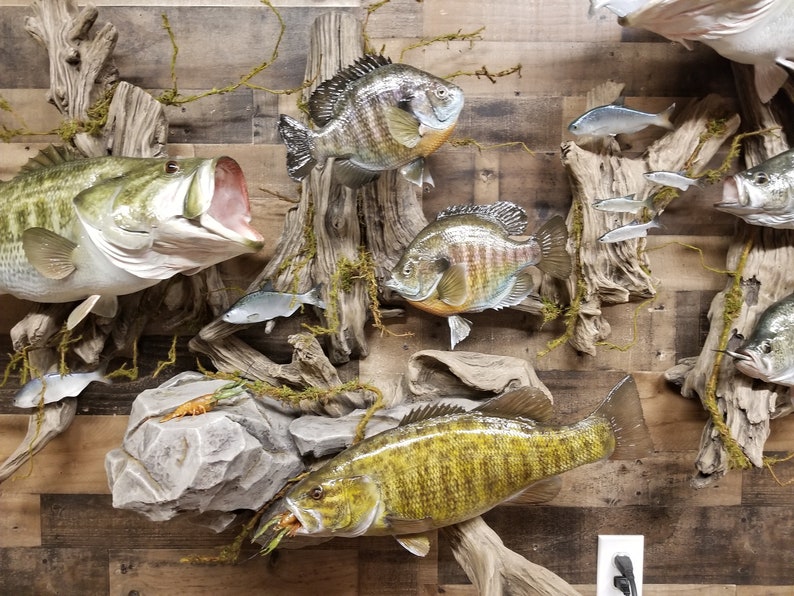 Premium Trophy Fish Replica Display 17 Fish and Bait Fish. MUST SEE Etsy