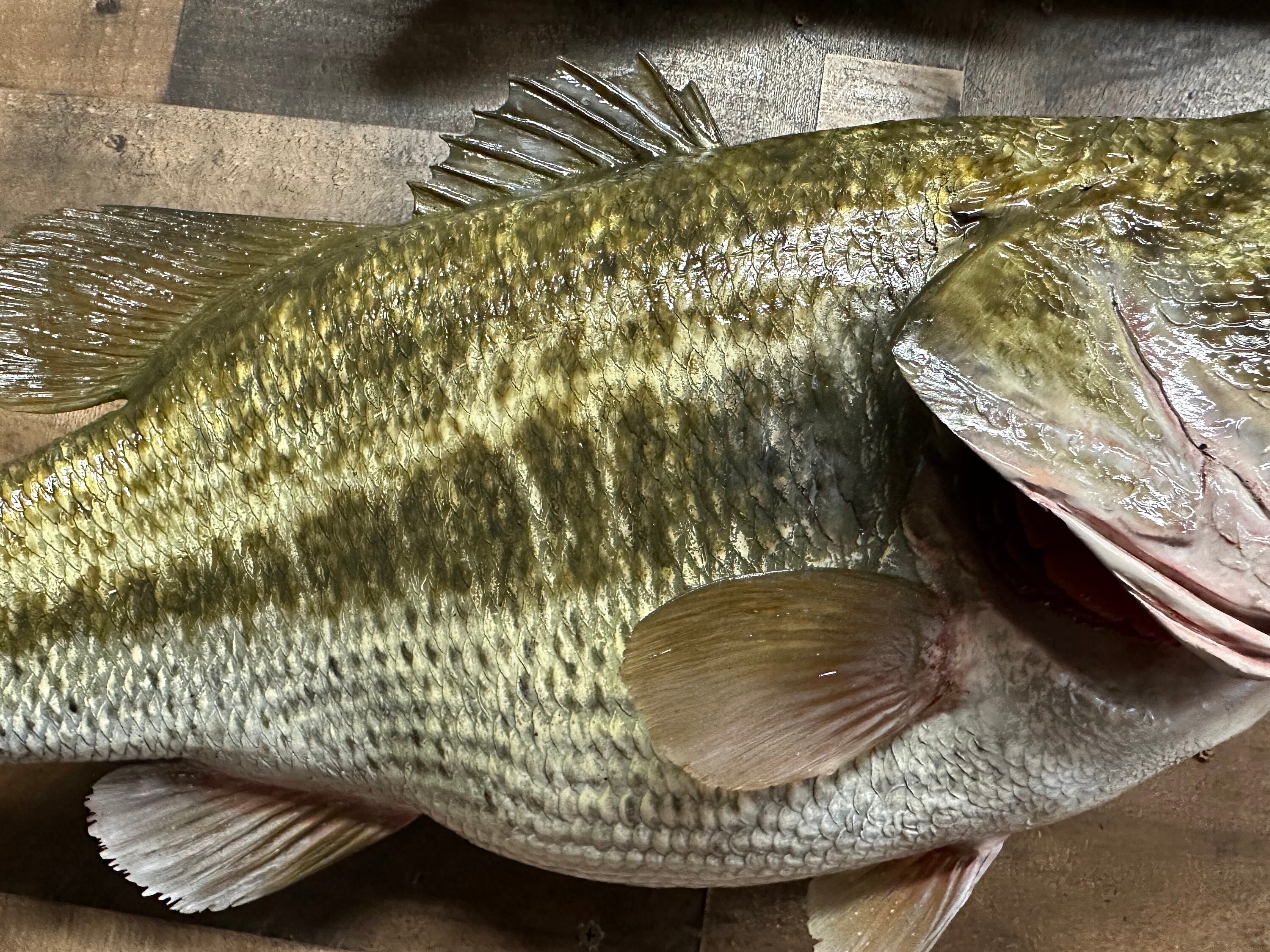 Largemouth Bass Replica, Premium Fish Replicas. 13 Lbs. 