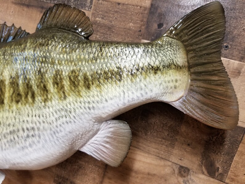 Largemouth Bass Replica Premium Fish Replicas Etsy
