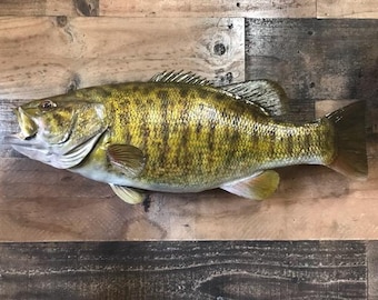 Smallmouth Bass Replica, Premium Fish Replicas. 7 lbs.