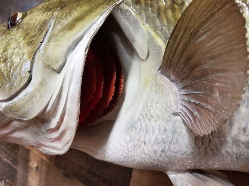 Largemouth Bass Replica Premium Fish Replicas Etsy
