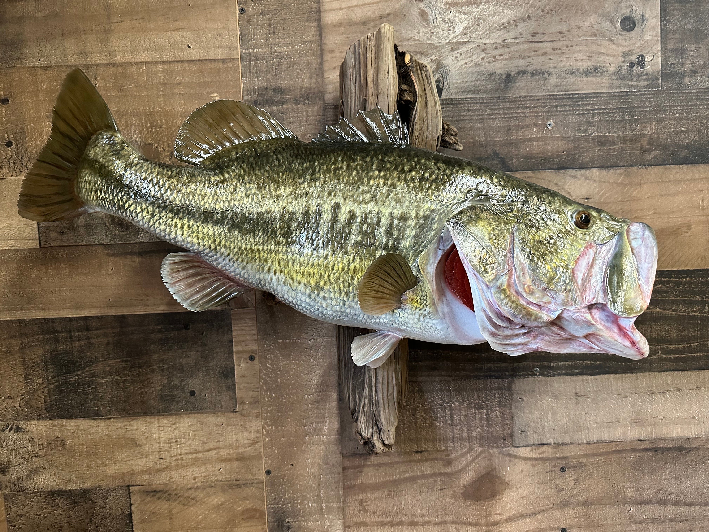 Largemouth Bass Replica, Premium Fish Replicas. 12 Lbs. 8 Oz. Etsy