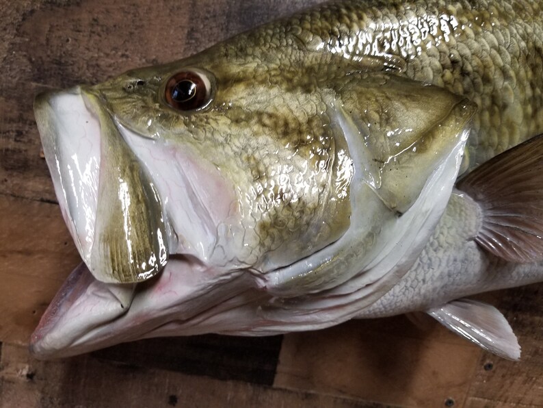 Largemouth Bass Replica Premium Fish Replicas Etsy