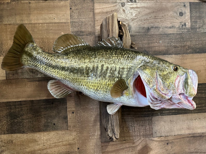 Largemouth Bass Replica, Premium Fish Replicas. 12 Lbs. 8 Oz. Etsy