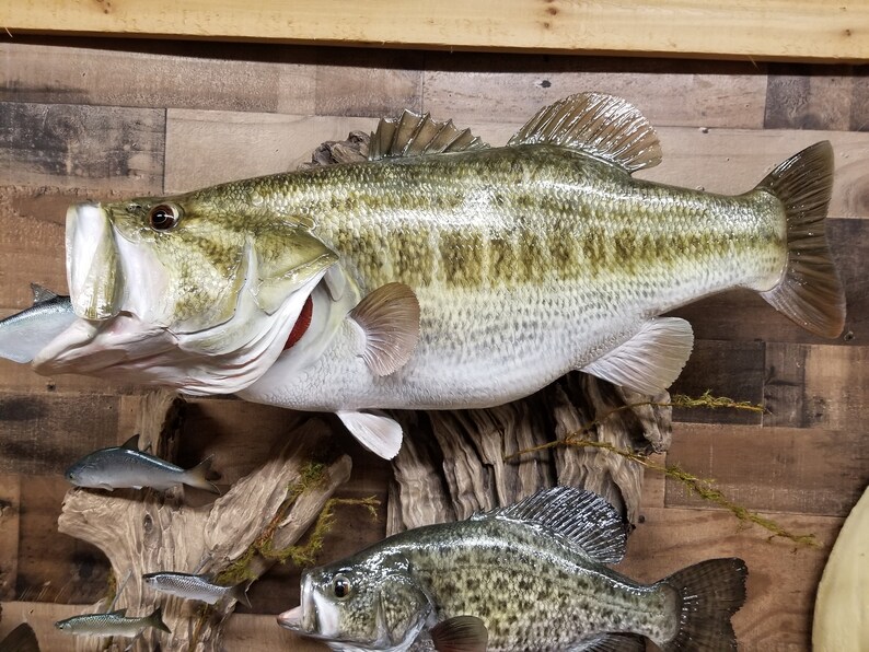 Premium Trophy Fish Replica Display 17 Fish and Bait Fish. MUST SEE Etsy