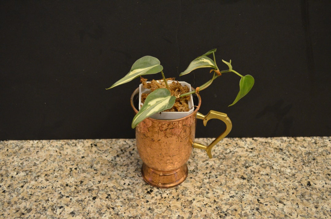 Rio Philodendron Rare Plant Etsy
