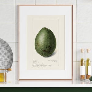 Avocado Art Digital Download, Vintage 1917 Printable Illustration, Antique Pomological Watercolor, Fruit Still Life Kitchen Wall Decor, 208D