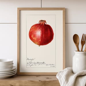 Pomegranate Art Digital Download, Vintage 1920 Printable Illustration, Antique Pomological Watercolor, Fruit Still Life Kitchen Decor-231D