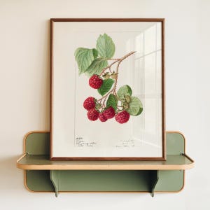 Puede incluir: Una impresión botánica enmarcada de frambuesas con hojas verdes y un tallo marrón. La impresión está en un marco de madera y se exhibe en un estante verde y beige. La impresión tiene texto en la parte inferior.