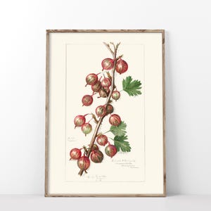 Gooseberry Art Print, Vintage c1900 Illustration Poster, Antique Pomological Watercolor, Rustic Fruit Still Life Kitchen Art Wall Decor-214P