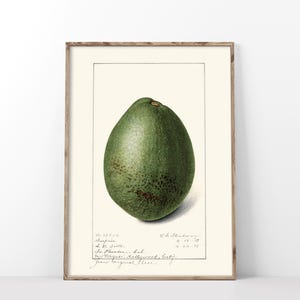 Avocado Art Print, Vintage 1917 Illustration Poster, Antique Pomological Watercolor, Rustic Fruit Still Life Kitchen Art Wall Decor, 208P