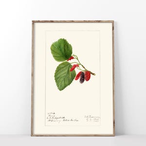 Mulberry Art Print, Vintage 1908 Illustration Poster, Antique Pomological Watercolor, Berry Fruit Still Life Kitchen Art Wall Decor-224P