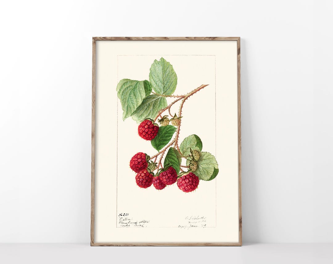 Vintage Raspberry Themed Decor Raspberry Art Print, Vintage 1906 Illustration Poster, Antique ...