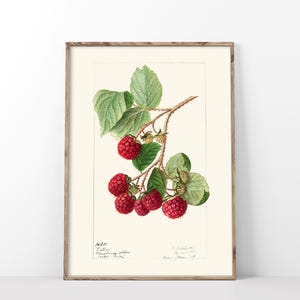 Raspberry Art Print, Vintage 1906 Illustration Poster, Antique Pomological Watercolor, Farmhouse Fruit Still Life Kitchen Wall Decor-232P