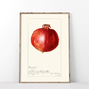Pomegranate Art Print, Vintage 1920 Illustration Poster, Antique Pomological Watercolor, Farmhouse Fruit Still Life Kitchen Wall Decor-231P