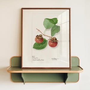 Persimmon Art Digital Download, Vintage 1905 Printable Illustration, Antique Pomological Watercolor, Fruit Still Life Kitchen Decor-229D