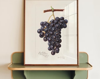 May include: A framed botanical print featuring a cluster of dark purple grapes. The artwork is set against a white background and framed in a brown wooden frame. The print includes handwritten text and is displayed on a green and beige shelf.