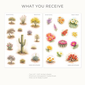 Może przedstawiać: Dwa arkusze naklejek o wymiarach 11,43 cm x 16,51 cm zatytułowane Sonoran Spring, Native Forms i Desert in Bloom. Arkusze zawierają akwarelowe ilustracje r&oacute;żnych roślin pustynnych, kaktus&oacute;w i kwiat&oacute;w w odcieniach zieleni, ż&oacute;łci, r&oacute;żu i pomarańczu.