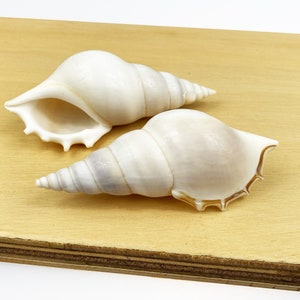 May include: Two white seashells with spiral patterns and pointed ends sit on a light brown wooden surface. The shells have a smooth texture and a slight pearlescent sheen. One shell has a wide opening, the other is more elongated.