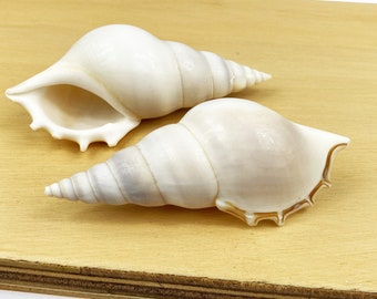 Tibia Deliculata Spindle shell 5 pack