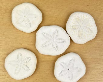 Sand Dollar white flat (Sea Biscuit) 5 pack