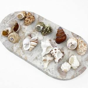 May include: A selection of diverse seashells in various forms, sizes, and hues, including white, brown, and tan, presented on a grey stone slab. The shells exhibit distinctive textures and patterns, evoking a natural, coastal aesthetic.