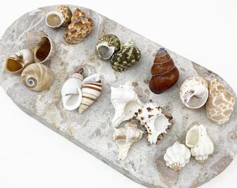 Hermit Crab shells Medium natural 5 pack  (10-20mm opening)
