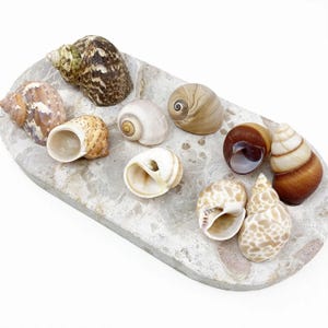 Hermit Crab shells Large natural 5 pack (20-30mm opening)