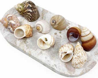 Hermit Crab shells Large natural 5 pack (20-30mm opening)
